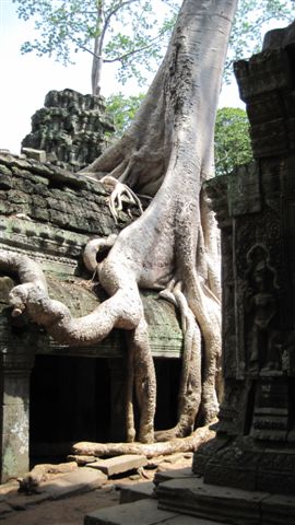 Ta Phrom Temple, Ankor, Cambodia